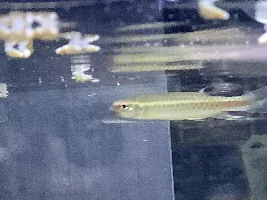 Help my splashing tetra have a little bump on his mouth