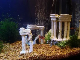 My New 20G Tank