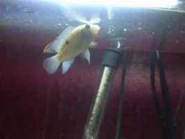 Please Help With My Cichlids?! .. Few Slightly Major Problems!