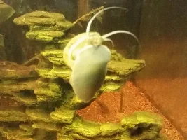 Simplest way to take care of apple snail's eggs