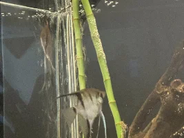 Journey with my 300+ LT Tank