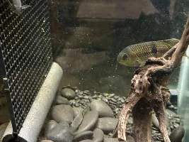 remembering again, why I gave up ( for the most part ) on South American cichlids...