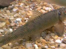 Yes he eats algea.....