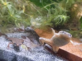 10 gallon ADF tank