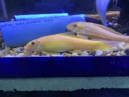 Show me your fry/fish/snails/shrimp/plants