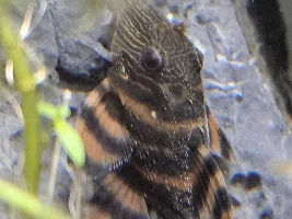 White spot on L397 pleco