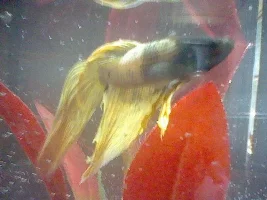 Breeding Vt