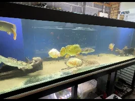 New Freshwater Predator Tank