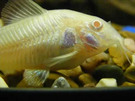 Pregnant , Fat , Dropsy?! Help! (first Spawn)