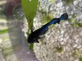 Is my betta sick?