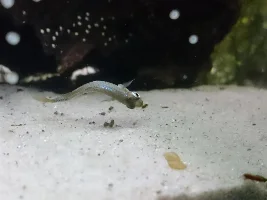 Never Seen This Before - Please Help
