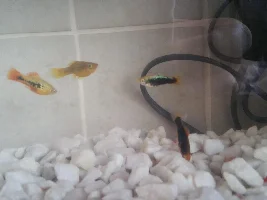 Help for my mum