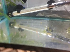 Spawning Cherry Barbs