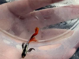 Guppy struggling to swim