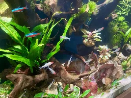 A few random photos - Rummy Nose Tetras