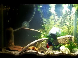 Betta tank ideas