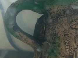 Sick Molly fish and possible stressed pleco