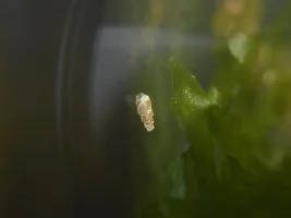 Hitchhiker ID verify