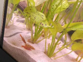Is My Tank Cycling? Noob To The Hobby - I've Also Read The "re