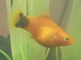 Are my MM Platys pregnant?