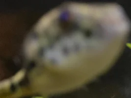 some photos of my schoutedeni puffer