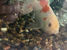 Gold fish Eye Problem
