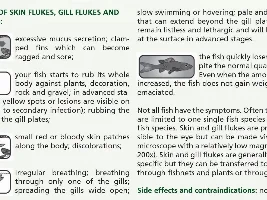 corydoras problem something is wrong