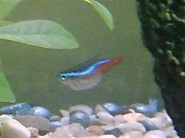 Help Bloated Neon Tetra