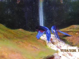 Is my Betta too quiet?