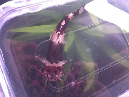 Bloated? Bumblebee Catfish