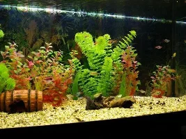 More Pics