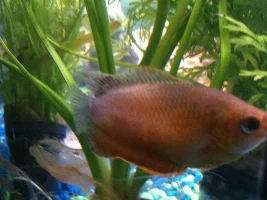 Thick Lipped Gourami With A Problem (Pic Provided)