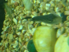 Help! Red Gills On Danios