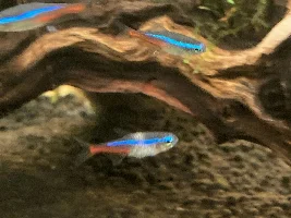Problem with Neon Tetra?