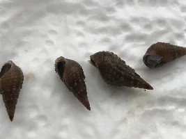 What are these snails and what do they do?