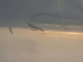 Is my black neon tetra pregnant?