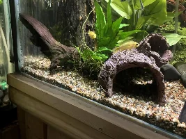 Another small Cichlid a few of my apisto’s