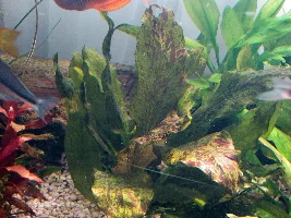 Amazon Sword "Red Ozelot" the perfect low tech plant?