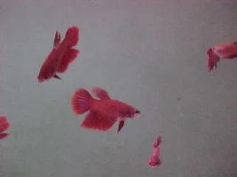 My Red Betta Juvis