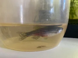 HELP danio!!!