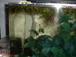 Moving day for countless fry