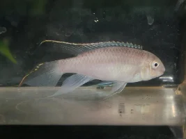 Albino Pelvicachromis pulcher