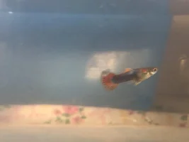 Guppy or Endler guppy?