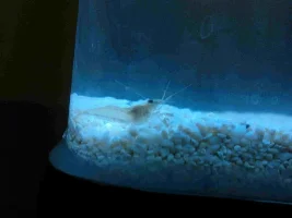 Garfish And Shrimp Mates Help