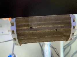 Black Molly Fry!