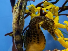 Ripley's Aquarium of Canada