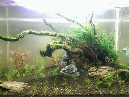 Ada 75P - 140 Liter Driftwood Jungle