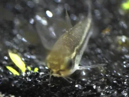 Pygmy Corydoras; Cutest Things Ever?