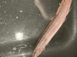 My Weather Loach is sick