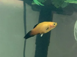 Parasite help!